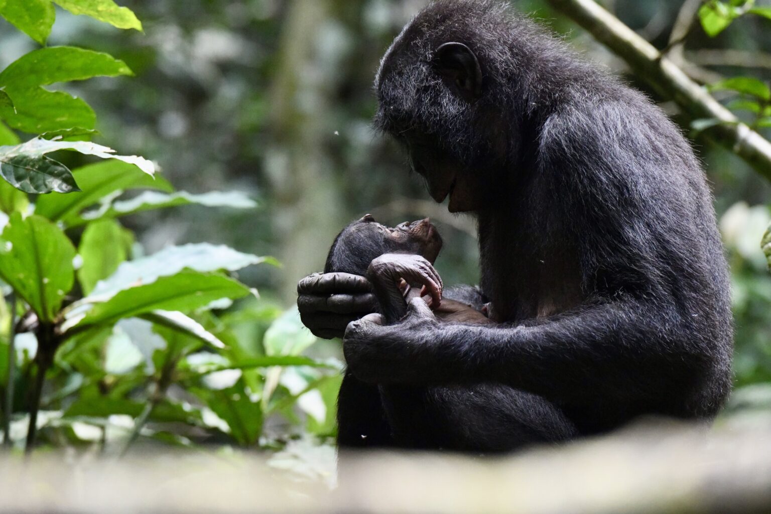 Why Do We Talk to Babies That Way? Scientists Trace the Origins of Baby Talk to Our Primate Roots