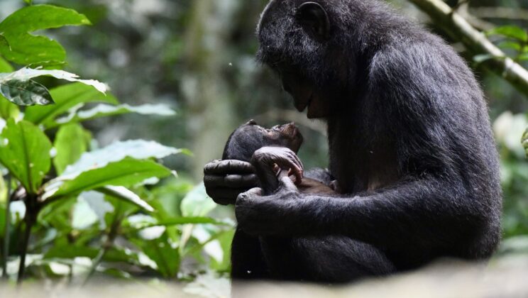 Why Do We Talk to Babies That Way? Scientists Trace the Origins of Baby Talk to Our Primate Roots