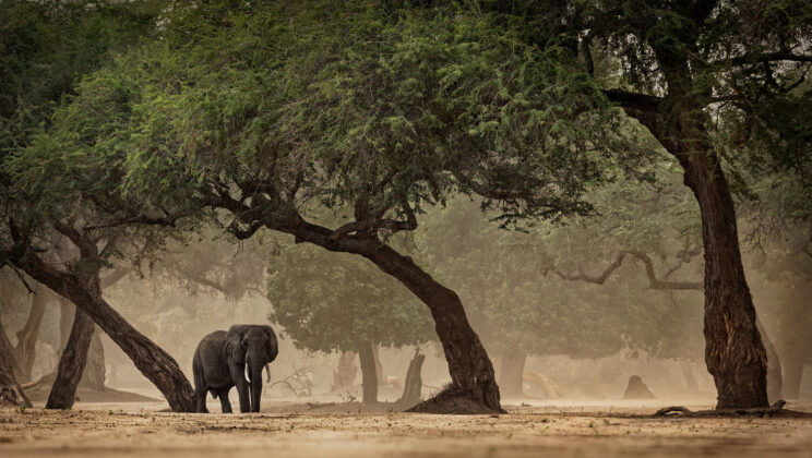 How Early Humans Learned to Survive Anywhere Before Leaving Africa