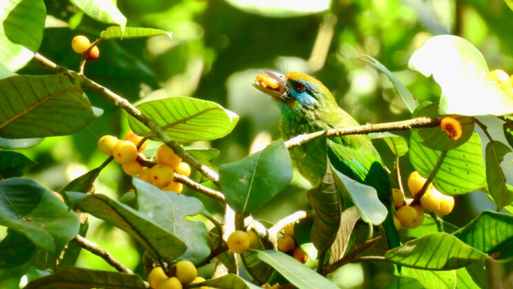 The Surprising Secret Behind Birds’ Love for Sour Fruit