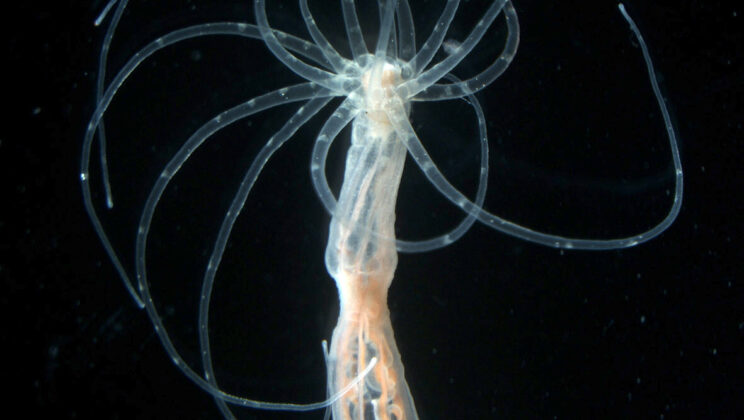 Sea Anemones Reveal a 600-Million-Year-Old Secret About Animal Evolution