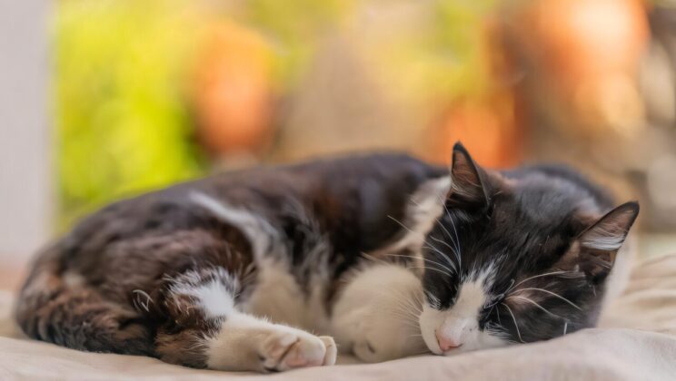 Cats Prefer the Left Side When Sleeping and Scientists Finally Know Why