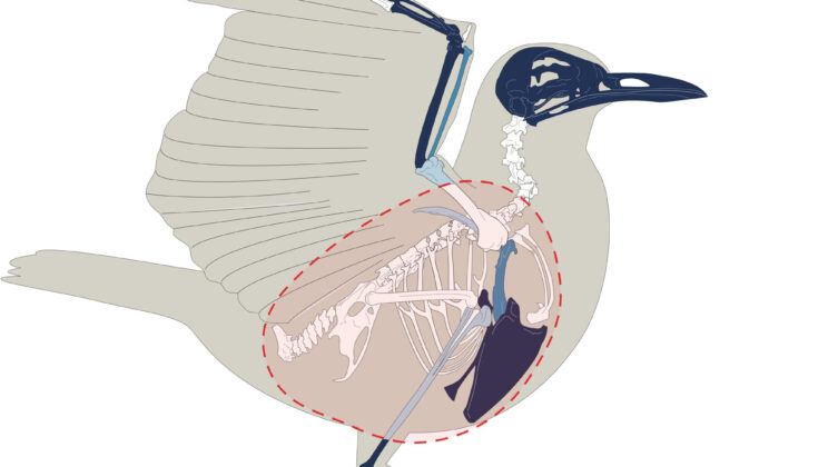 Ancient Roman Fast Food Found in a Cesspit in Spain