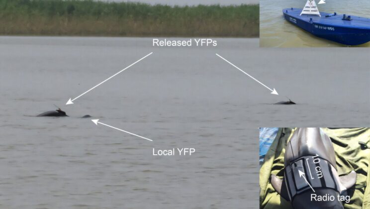 Two Porpoises Swim Free Again in the Yangtze After Years of Care