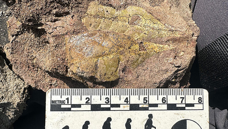 Fossils Buried in Volcanic Ash Uncover the Origins of Great Apes