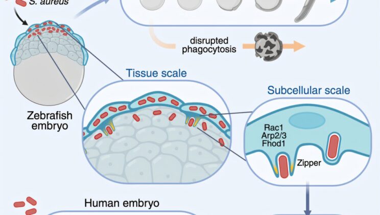 Scientists Capture How Human Embryos Fight Off Bacteria Before Birth