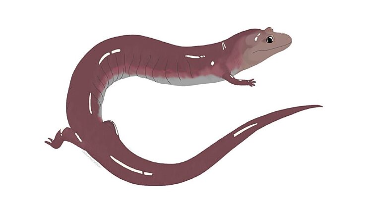 Ancient Giant Salamander Fossil Discovered in Tennessee Reveals Evolutionary Secrets