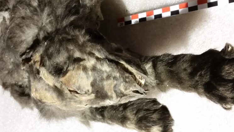 14,000-Year-Old Wolf Sisters Reveal Secrets of an Ice Age World