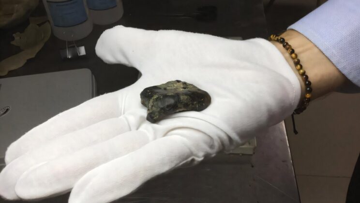 Ancient Human Fossils Discovered Beneath the Java Sea