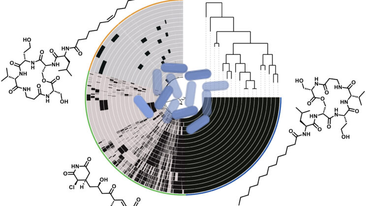 The Plant-Killing Bacterium That Could Help Cure Disease