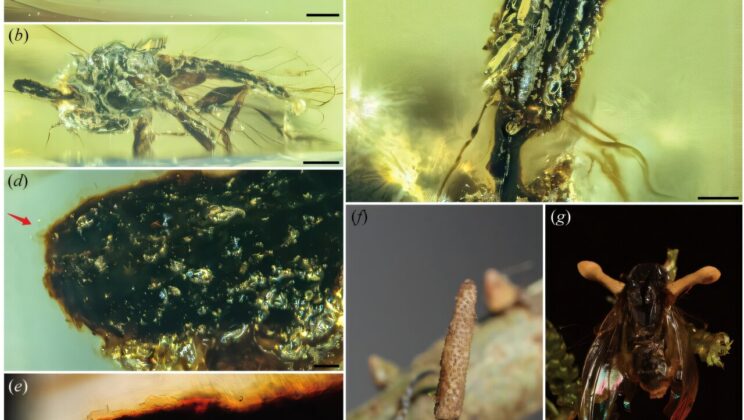 Ancient Fungi Turned Insects into Zombies 133 Million Years Ago