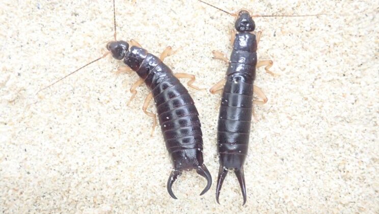 Scientists Discover Female Earwigs Evolved Weapons Too