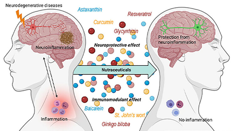 The Rise of Neurodegenerative Diseases in an Aging World
