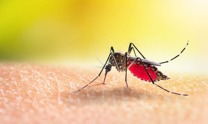 What Is a Vector-Borne Disease? Mosquitoes, Ticks, and Beyond