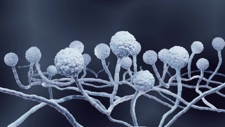 How Fungal Infections Work — And Why They’re on the Rise