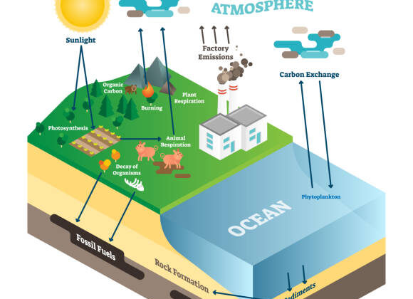 Understanding Earth’s Carbon Cycle and Its Role in Climate Regulation
