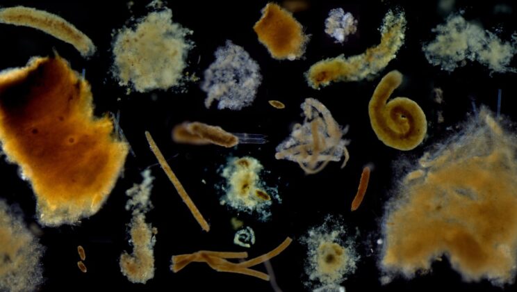 New Research Unveils Ocean’s Secret Carbon Gatekeepers