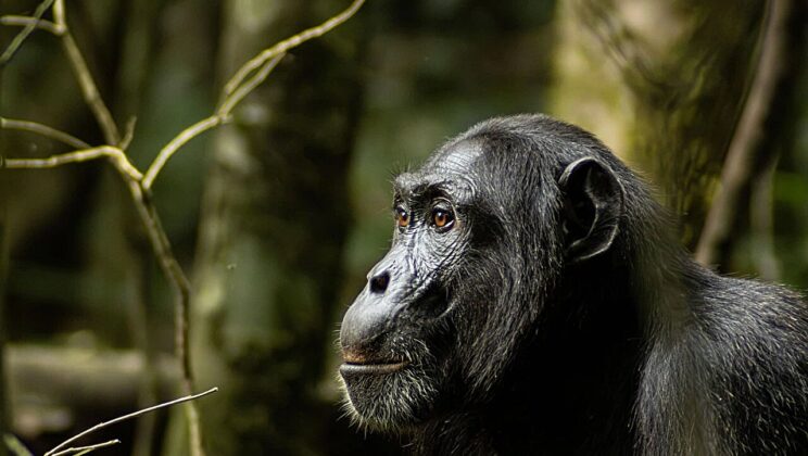 When Human Viruses Kill Chimps and What We Can Do to Stop It