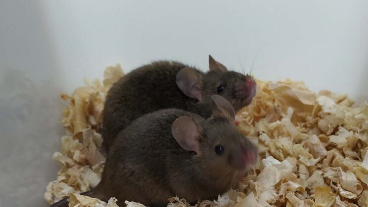 Scientists Create Fertile Mice Using Only Male DNA