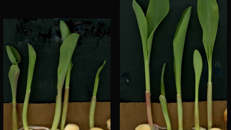 Tiny Molecule Makes Big Impact on Plant Growth and Human Health