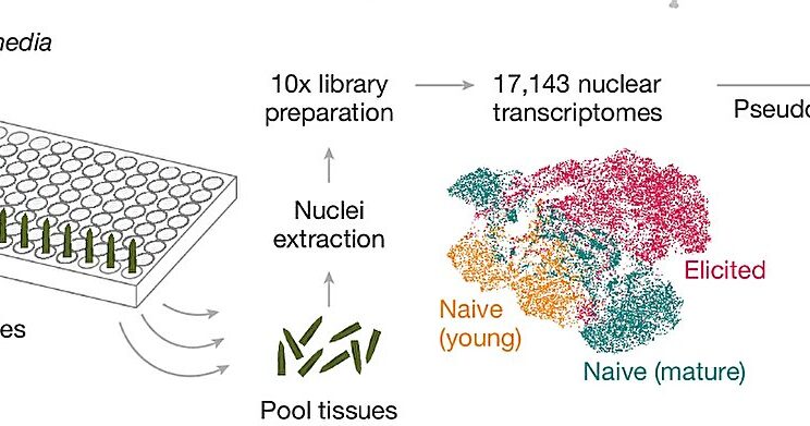 Scientists Unlock Hidden Genes to Make Chemotherapy Drug More Sustainable