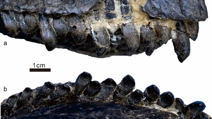 Ancient Chinese Dragon Reveals Secrets of Middle Jurassic Dinosaurs