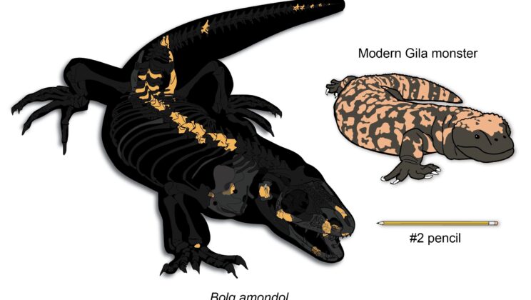 Goblin Lizard Fossil Found in Utah Reveals Secrets of Prehistoric Predators