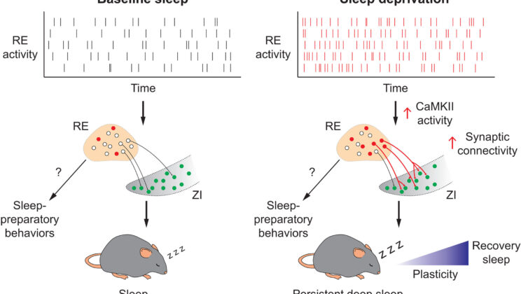 Scientists Discover Brain Circuit That Helps You Recover From Lost Sleep