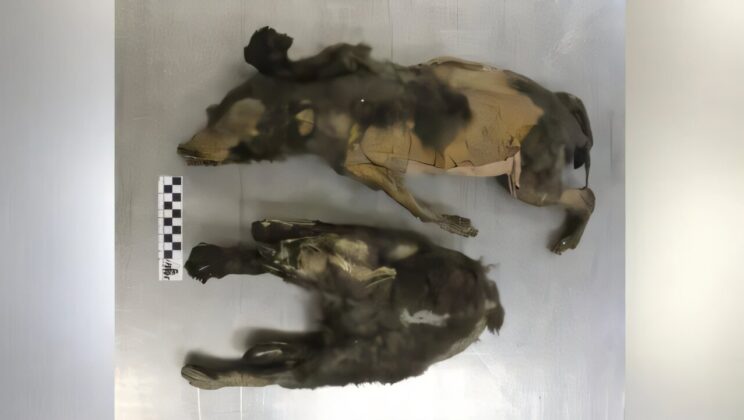 Frozen for 14,000 Years These Ancient Pups Were Wolves Not Dogs