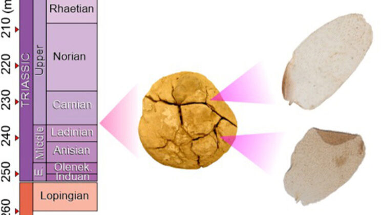 Ancient Moth Scales Found in 236 Million Year Old Dung in Argentina