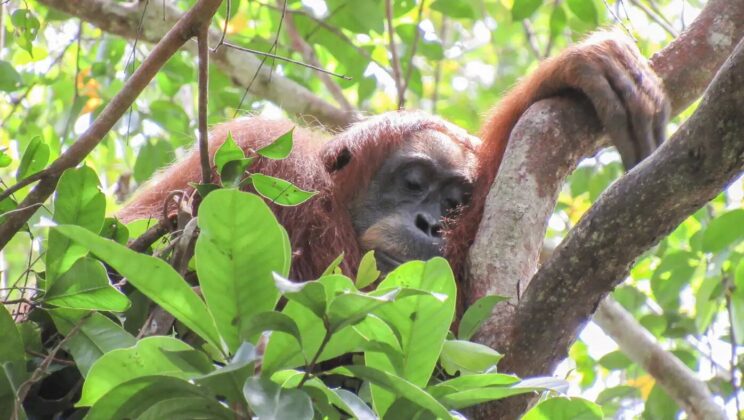 Orangutans Take Power Naps to Recover From Bad Sleep Just Like Humans