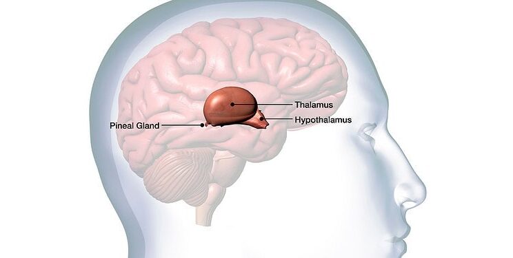 New Study Reveals Consciousness Might Begin in the Thalamus
