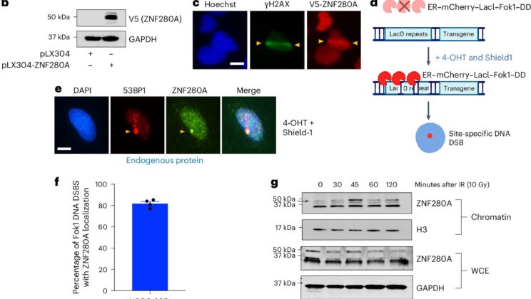 Scientists Discover New DNA Repair Protein Linked to Childhood Syndrome