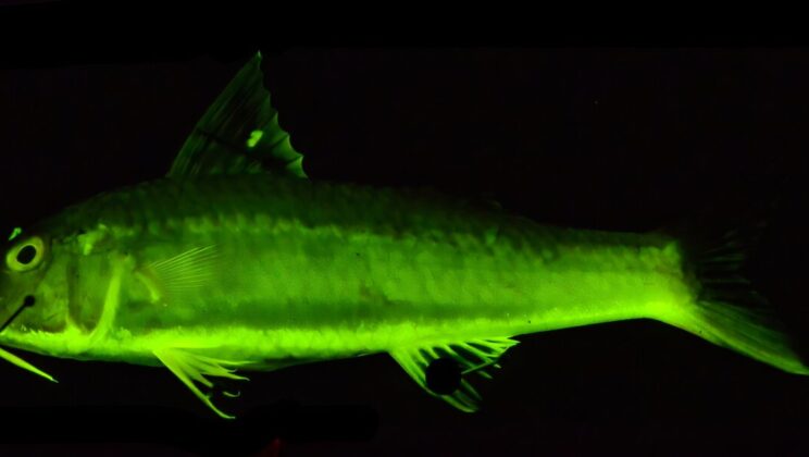 Ancient Glowing Fish Reveal a 112 Million Year Evolutionary Light Show