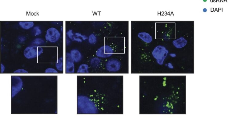 Scientists Discover How COVID-19 Stays Invisible Inside the Body