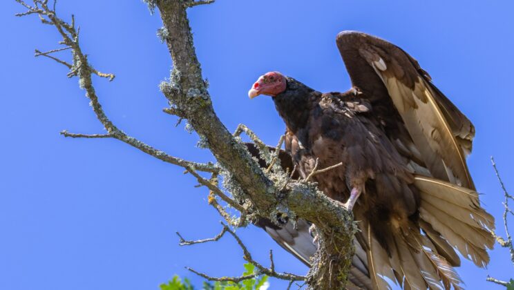One Third of Nature’s Scavengers Are Disappearing and It Could Threaten Us All