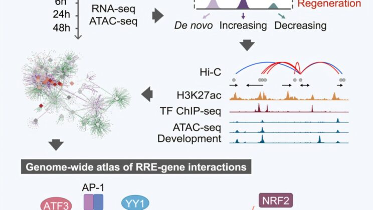 Scientists Discover Genetic Switches That Trigger Liver Regeneration