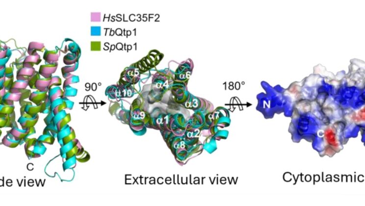 Scientists Finally Discover How a Mysterious Micronutrient Enters Human Cells