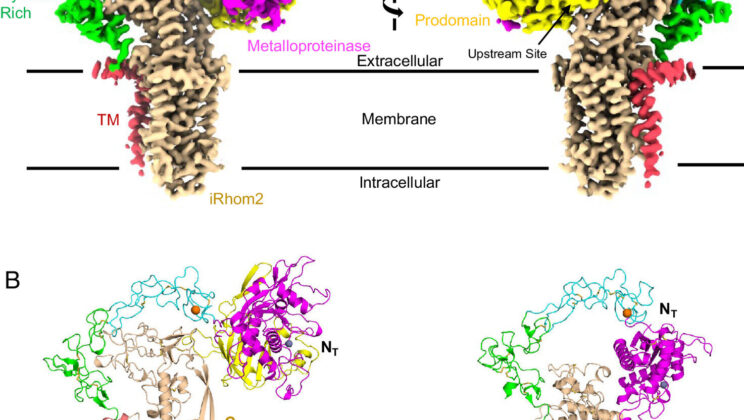 Scientists Visualize Hidden Protein Structures That Drive Inflammation and Disease