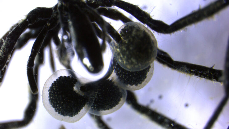 Deep Sea Spiders Discovered Farming Methane-Eating Bacteria for Food