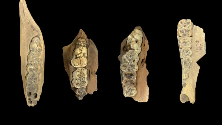 New Study Reveals Pigs Were First Domesticated in South China 8,000 Years Ago