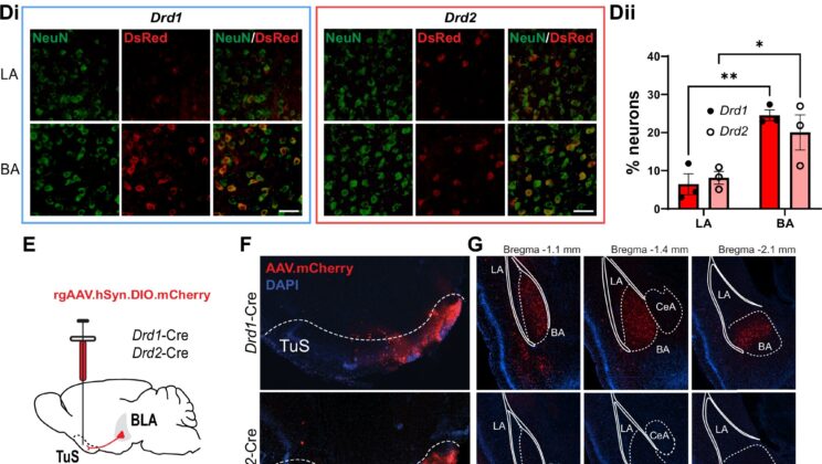 What Happens in Your Brain When a Smell Turns Your Stomach