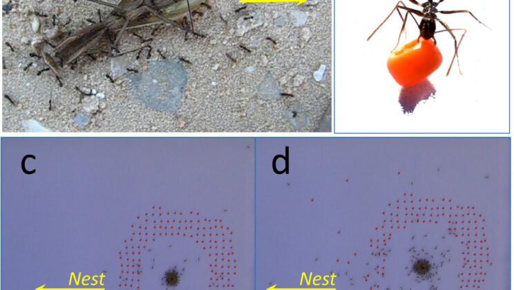 Ants That Think Ahead Clear Paths Before Trouble Arrives