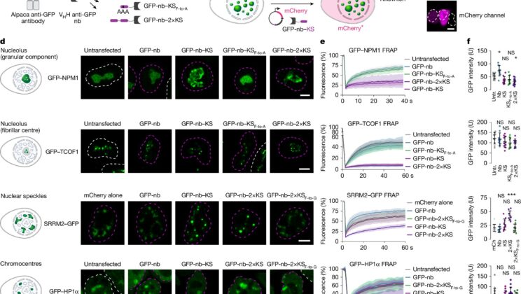 Scientists Freeze Proteins Inside Cells to Unlock Secrets of Disease