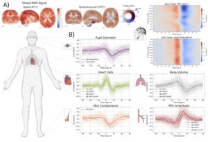Scientists Discover a Secret Brain Signal Tied to Your Heartbeat and Breath