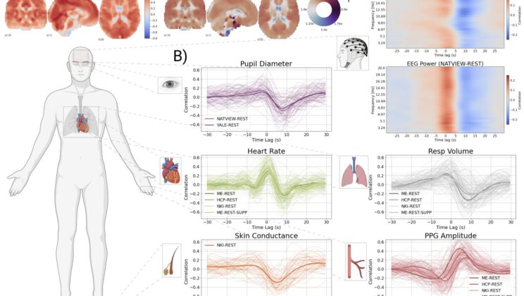 Scientists Discover a Secret Brain Signal Tied to Your Heartbeat and Breath