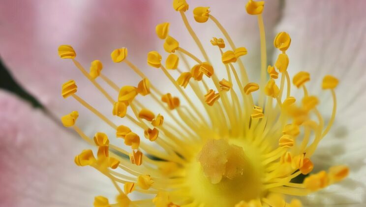 Scientists Discover How a Simple Rose Outsmarts Genetics