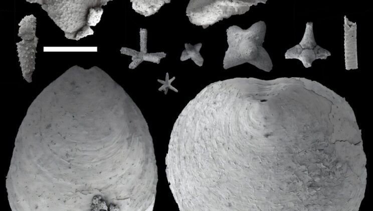 Before Corals Took Over Sponge Like Creatures Built the First Reefs