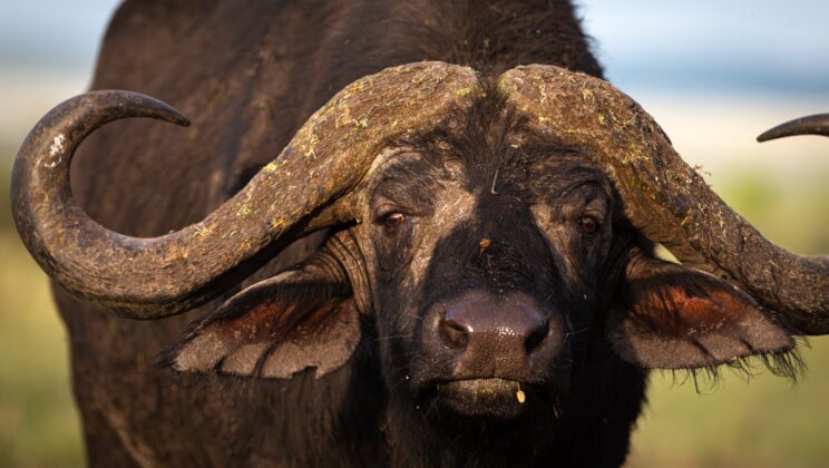 How Giant Herbivores Kept Earth’s Ecosystems Alive for 60 Million Years