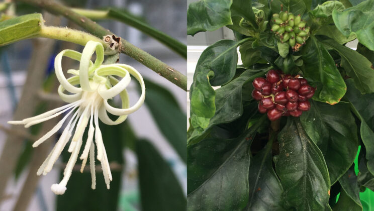 The Botanical Echo Two Plants, One Potent Chemistry